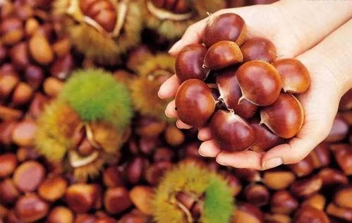 栗子最新爆料,揭秘娱乐圈最新热点事件